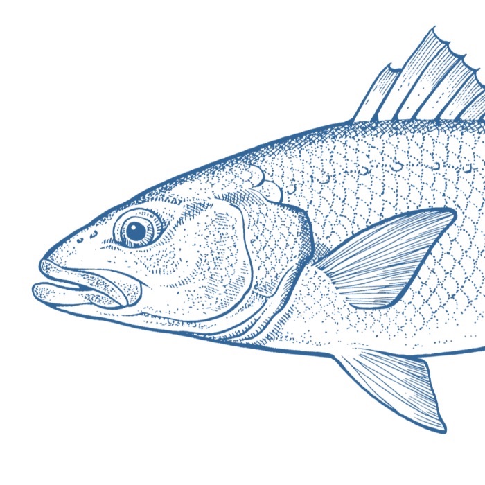 The Slippery Mackerel